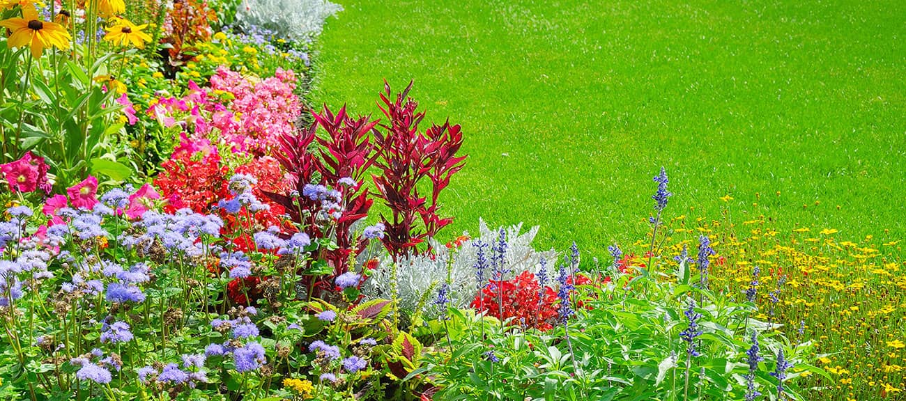 Bedding Plants in Bedford, Bedding Plants in Milton Keynes